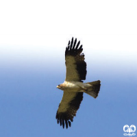 گونه عقاب پر پا Booted Eagle 